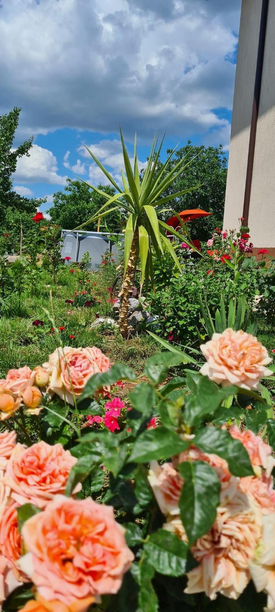 PIATRA ROSIE Pensiune Agroturistică Hotel Niculitel Exterior foto